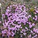 Silene acaulis. Purple flowers with five petals.